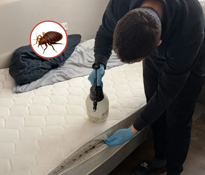 Technicien traitant un matelas contre les punaises de lit à Champlan